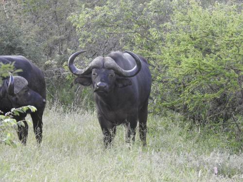 Lodge African Dream Tour