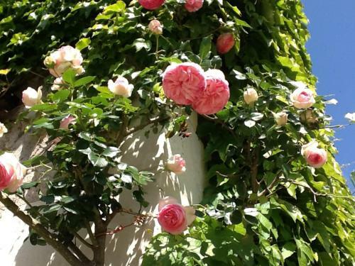 Bed & Breakfast Ch�teau De La Chaise