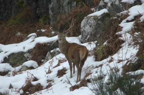 Rosemount Bothy - Highland Cottage