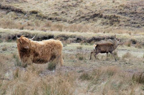 Rosemount Bothy - Highland Cottage