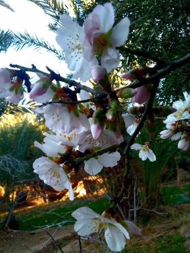 Bed & Breakfast Le Jardin Des Grenadiers