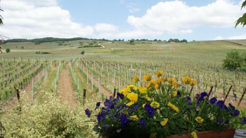 Bed & Breakfast Chambre D'hotes Le Vogelgarten