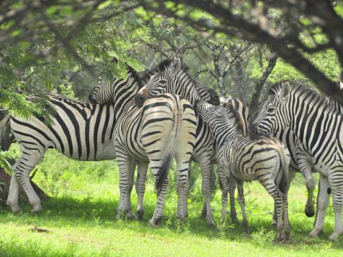 Kwalata Game Lodge