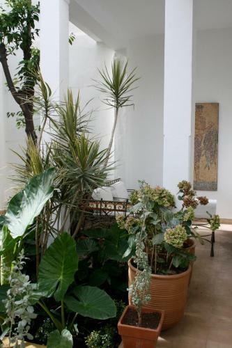 Riad Slama