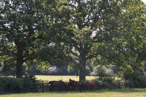 Apartamento The Hideaway-south Downs National Park