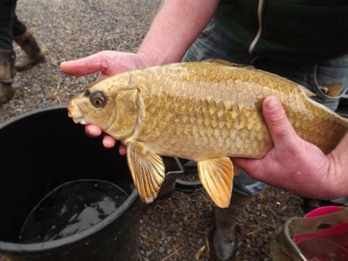 Marsh Water Ponds Fishery