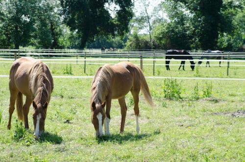 Bed & Breakfast Ch�teau Beau-site
