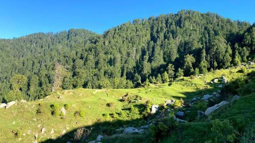 Deepforest Camps With Lake View