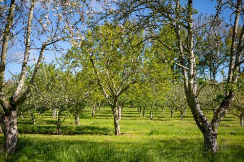 Agroturismo Dragon Orchard Retreat
