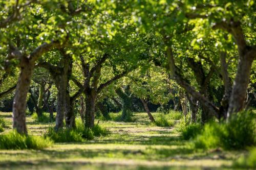 Agroturismo Dragon Orchard Retreat