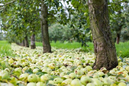 Agroturismo Dragon Orchard Retreat