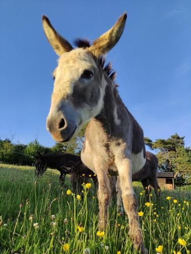 The Prospect Cabin - Horses Welcome!