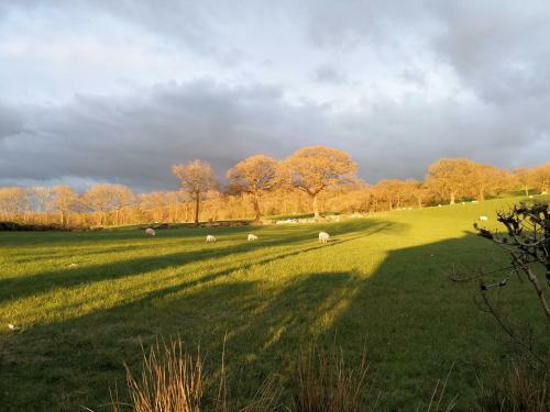 Dryw Bach Glamping Hut