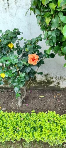 Sukoon Homestay