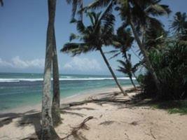 Albergue Tropi Turtle Guesthouse
