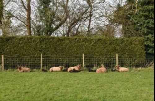 The Old Lambing Barm