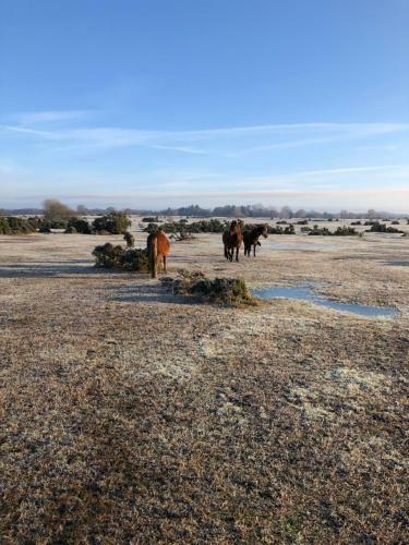 Apartamento Spire View - New Forest Holiday Home