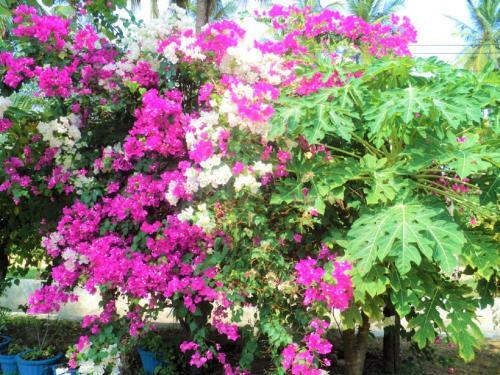 Hotel White Sand Beach Nilaveli