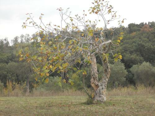Campo Al Pozzo Cozy Cottage