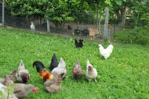 Bed & Breakfast Au Jardin Des Violettes