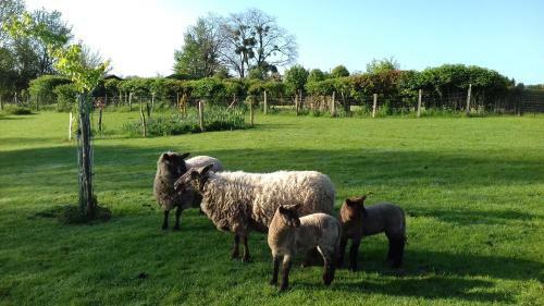 Bed & Breakfast Au Jardin Des Violettes