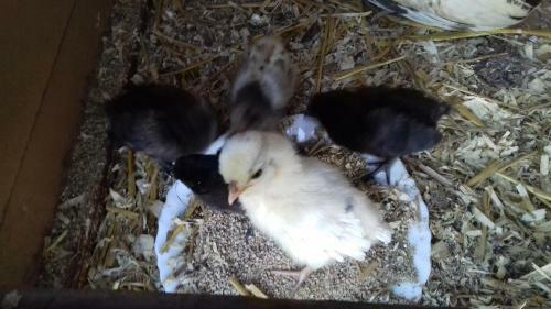 Bed & Breakfast Au Jardin Des Violettes