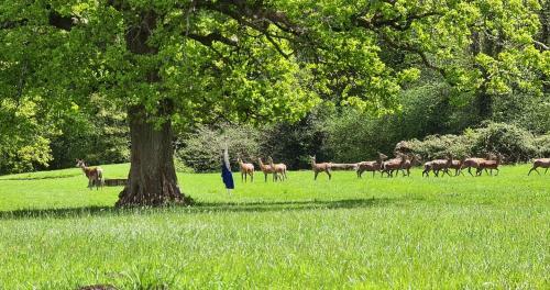 Park Farm Touring Caravan, Minstead, New Forest