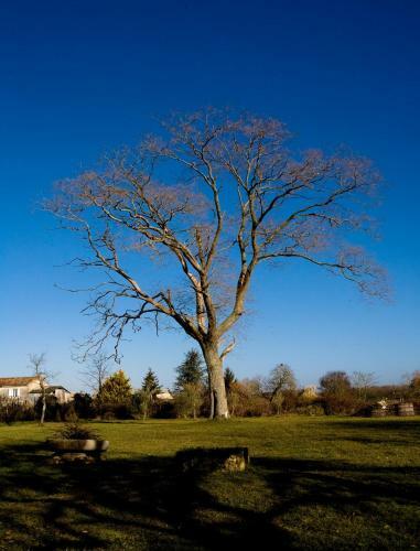 Bed & Breakfast La Bribaudonni�re