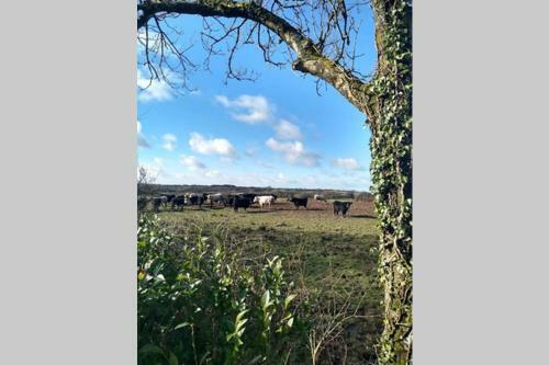 Milking Shed Cottage