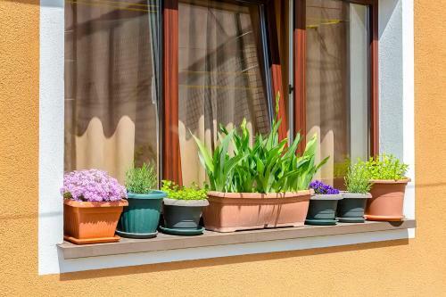 Hostal Pension Floare De Colti