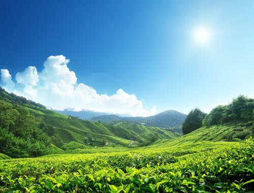 Homestay Cameron Highlands Pahang
