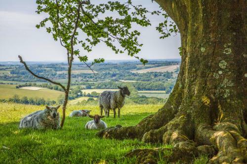 Brocklands Farm Glamping