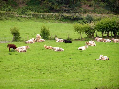Bed & Breakfast Erw-lon Farm