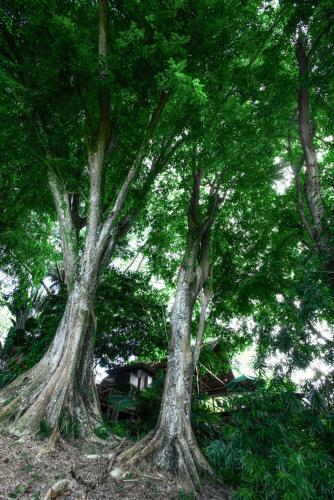 Villa The Dusun
