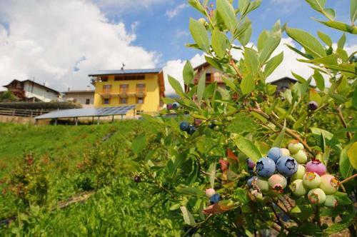 B&B Tomaselli