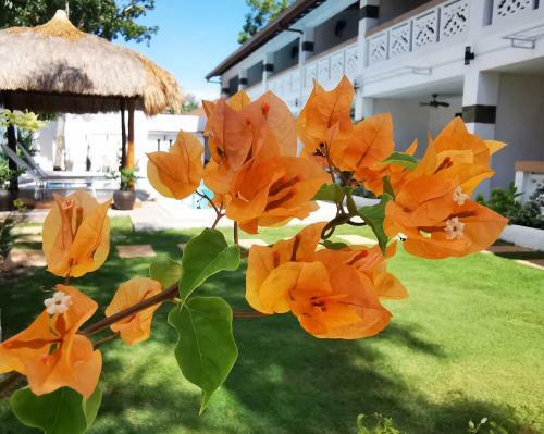 Alisa Garden Boutique Hotel