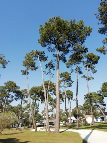 Camping Club Sous Les Pins