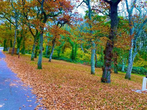 Forest Beach Bashley Park
