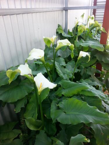 Addies Place Goolwa