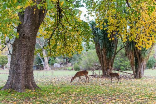 Serenity: Halls Gap