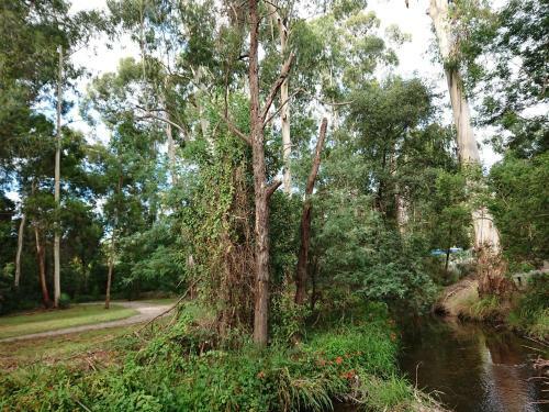 Ginkgo House, Healesville Central