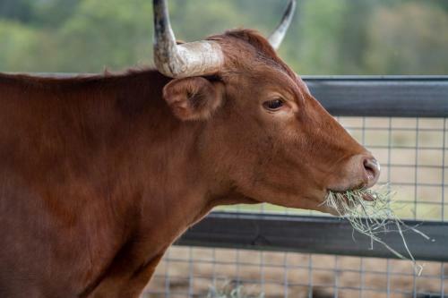 Agroturismo Longhorn Lodges - Farmstay