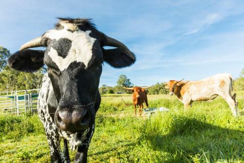 Agroturismo Longhorn Lodges - Farmstay