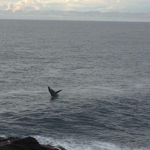 Bed & Breakfast Sea Whispers