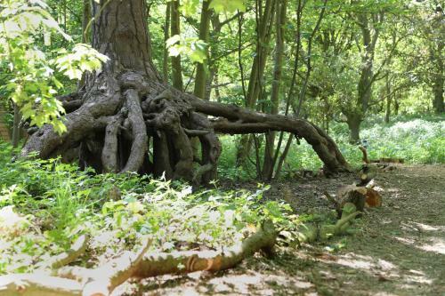 Pod Hollow: Hobbit Home