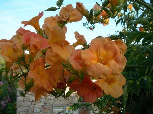 Hostal B&B Villa Les Tamaris