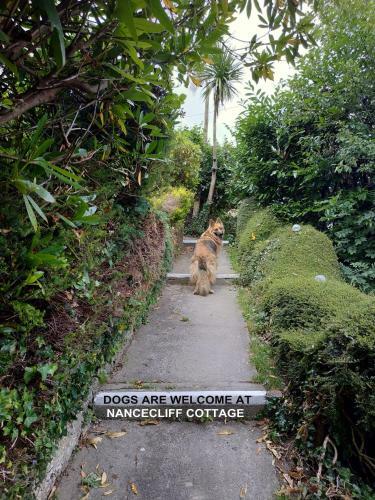 Dog Friendly Nancecliff Cottages