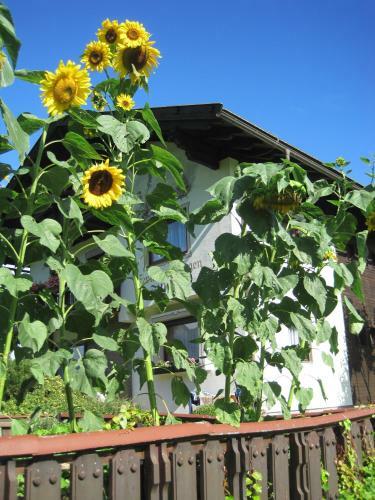 Apartamento Ferienwohnungen Tillian