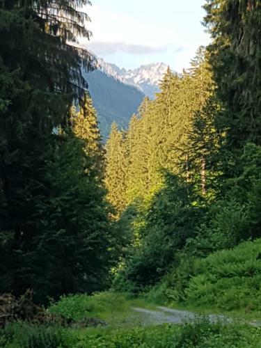 Apartamento Appartements Burtscher