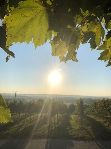 Kellerst�ckl Postrumer Weinberg 48